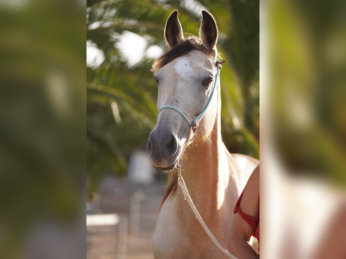 Speed Racking Horse Mare 10 years 15,2 hh Buckskin in Kaiserslautern Speed Racking Horse Mare 10 years 15,2 hh Buckskin in Kaiserslautern