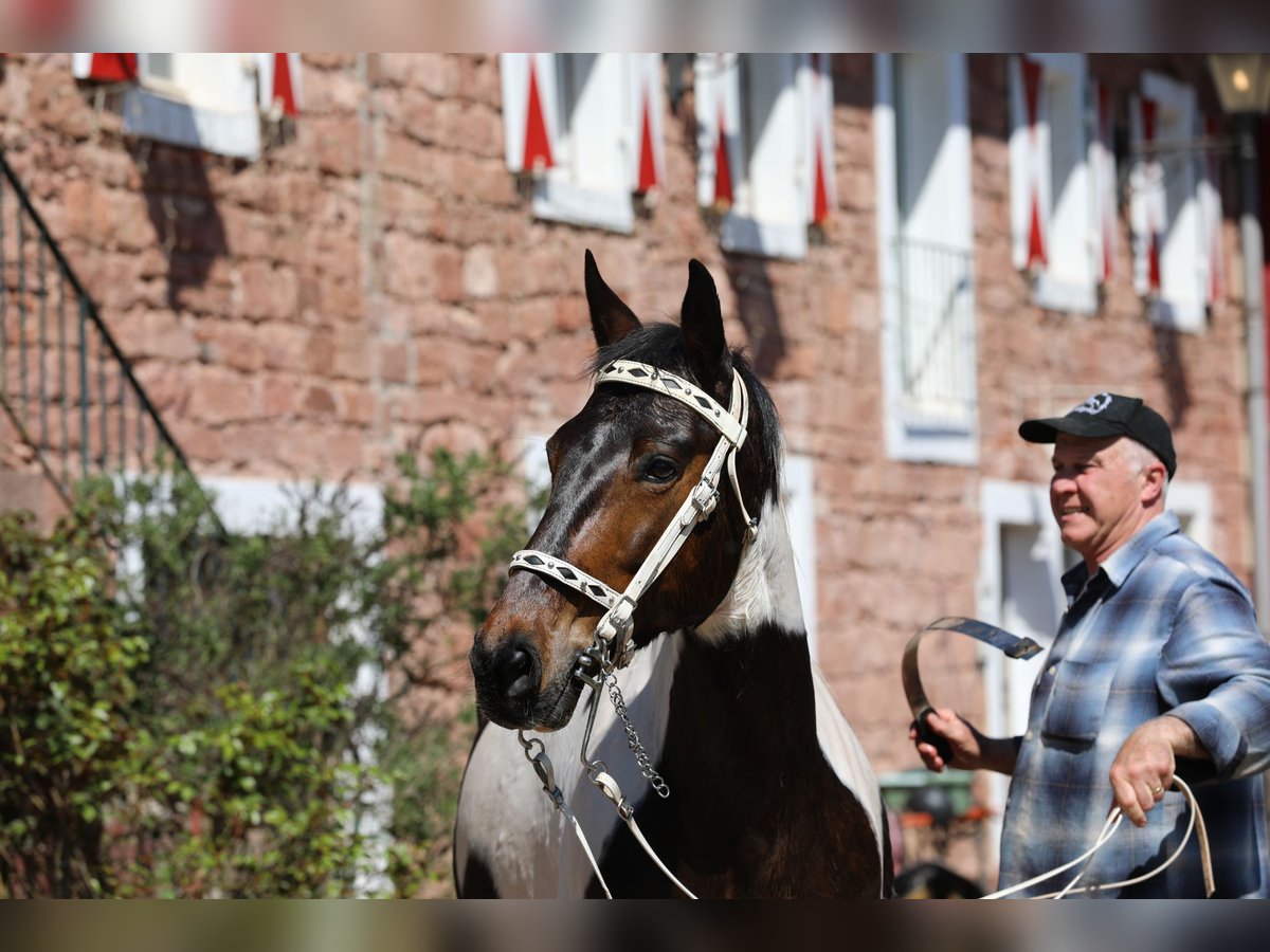 Speed Racking Horse Mare 11 years 15.2 hh Tobiano-all-colors in Eußerthal