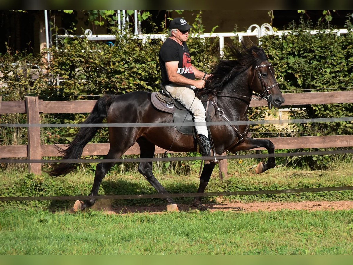 Speed Racking Horse Stallion 7 years 15,1 hh Buckskin in Eusserthal