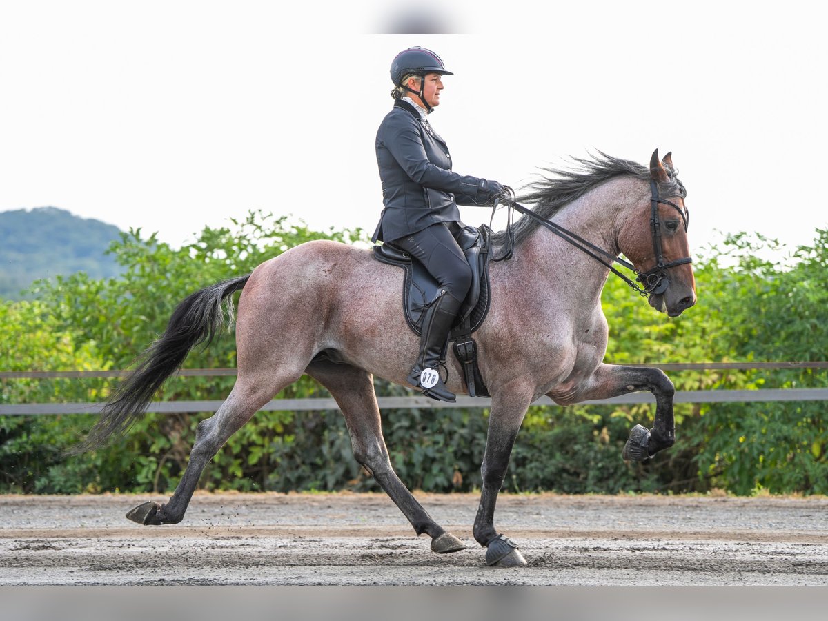 Speed Racking Horse Stute 3 Jahre in Aichtal