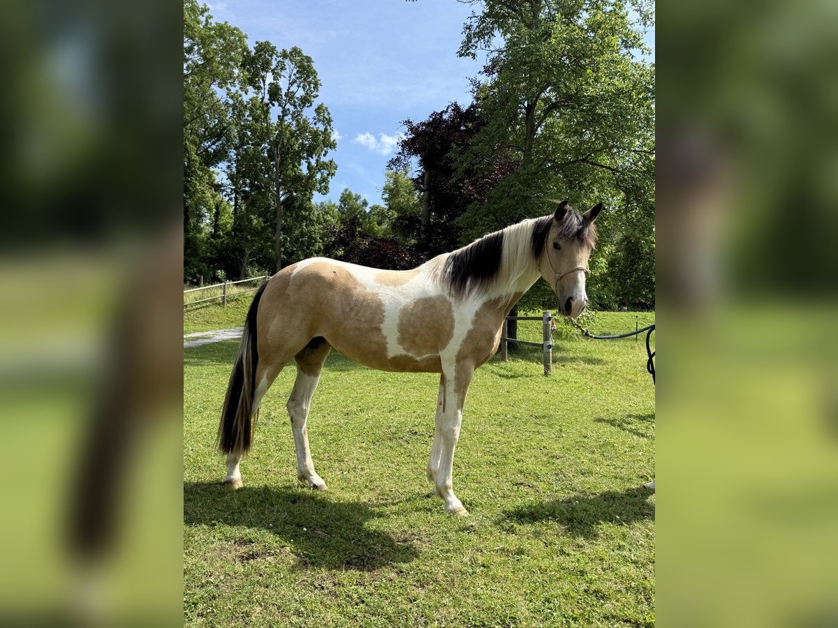 Speed Racking Horse, Stute in Aichtal