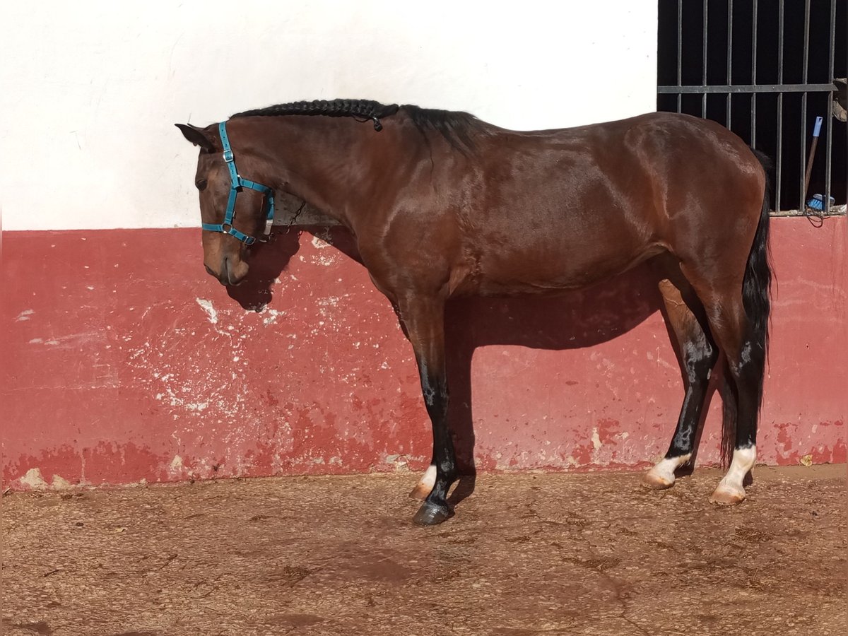 Sportivo Portoghese / Sportivo del Portogallo Giumenta 3 Anni Baio ciliegia in Molina De Segura