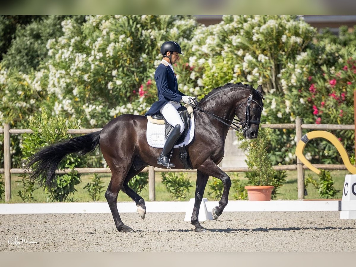 Sportivo Portoghese / Sportivo del Portogallo Castrone 14 Anni 167 cm Morello in Azambuja
