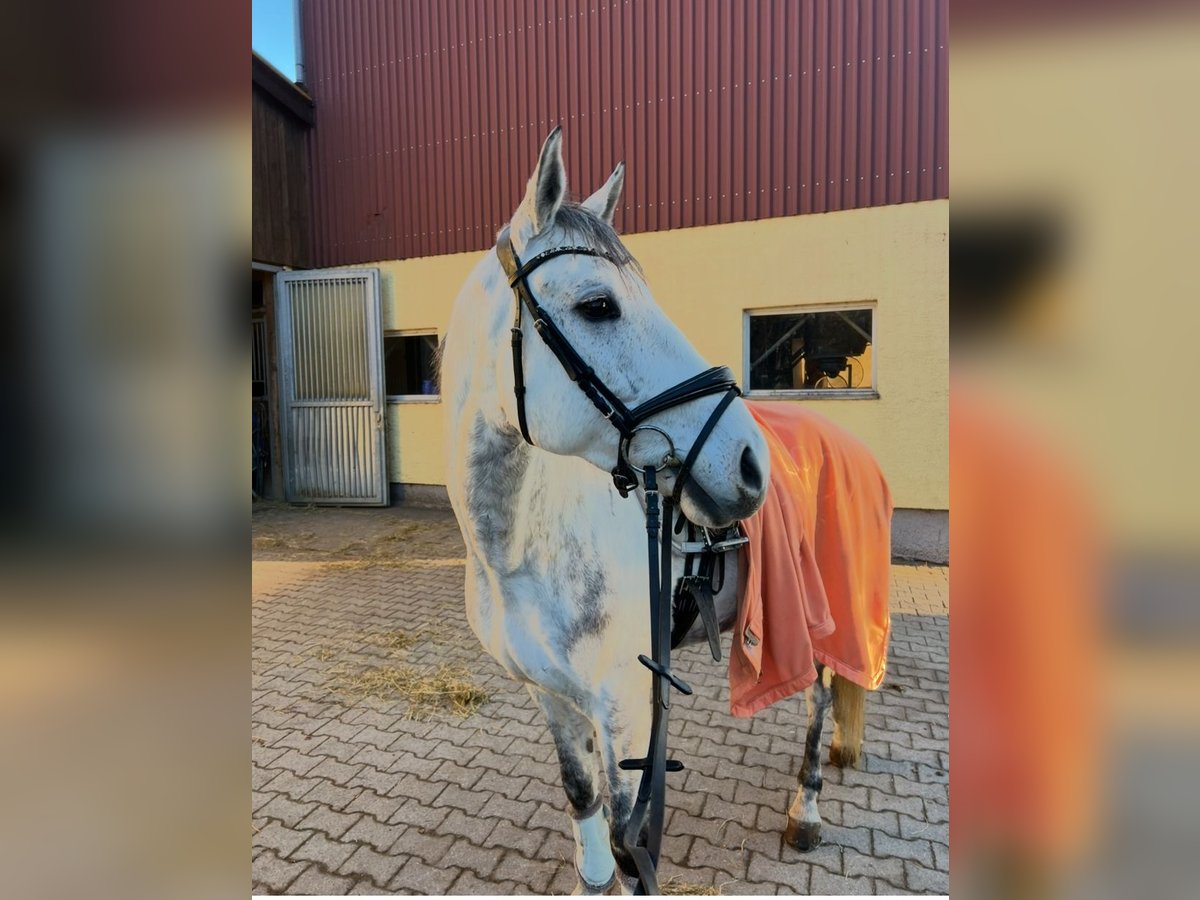 Sportivo Portoghese / Sportivo del Portogallo Castrone 8 Anni 163 cm Grigio in Waldshut-Tiengen