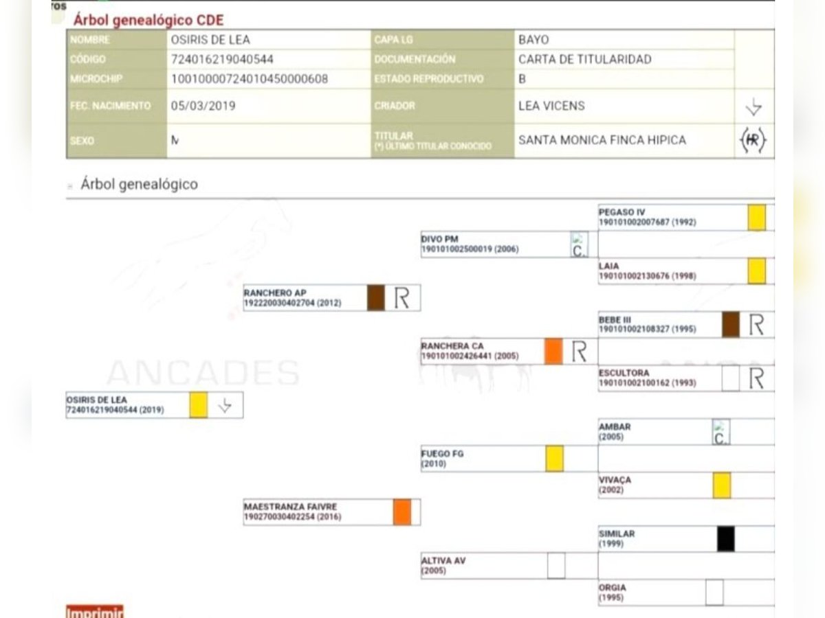 Sportivo Spagnolo / Sportivo della Spagna Stallone 5 Anni 158 cm Falbo in Pedralba