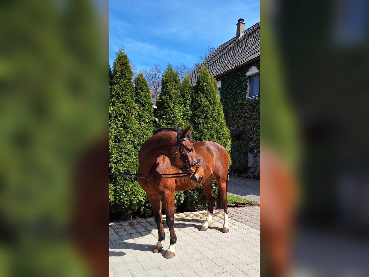 Sportivo Spagnolo / Sportivo della Spagna Castrone 10 Anni 160 cm Baio in Creußen