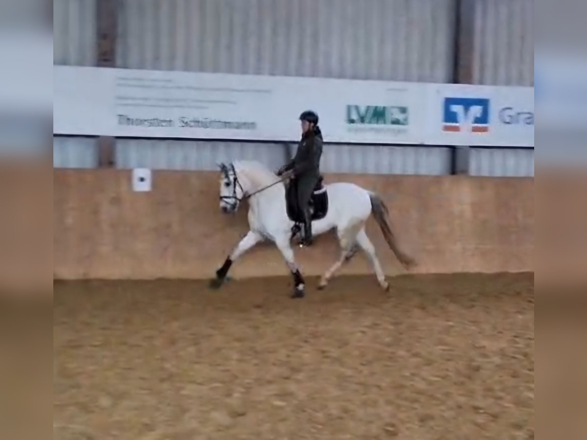 Sportivo Spagnolo / Sportivo della Spagna Castrone 13 Anni 165 cm Grigio in Samern