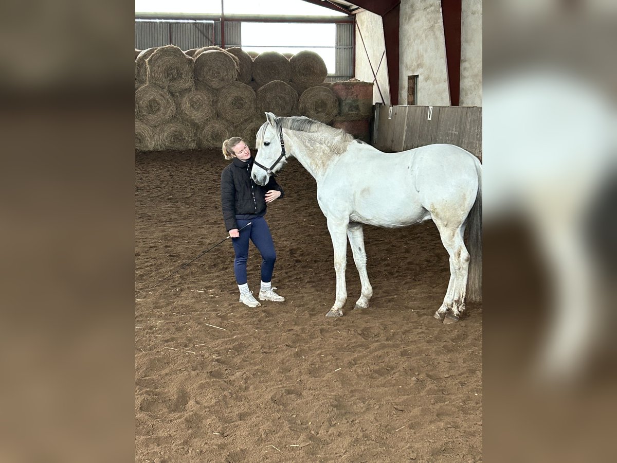 Sportivo Spagnolo / Sportivo della Spagna Castrone 13 Anni 165 cm Grigio in Altranft Sportivo Spagnolo / Sportivo della Spagna Castrone 13 Anni 165 cm Grigio in Altranft