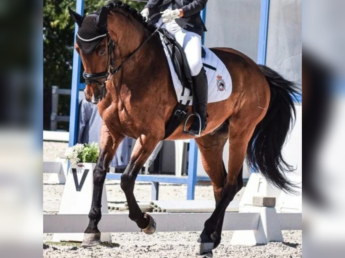 Sportivo Spagnolo / Sportivo della Spagna Castrone 14 Anni 164 cm in Sabadell Sportivo Spagnolo / Sportivo della Spagna Castrone 14 Anni 164 cm in Sabadell