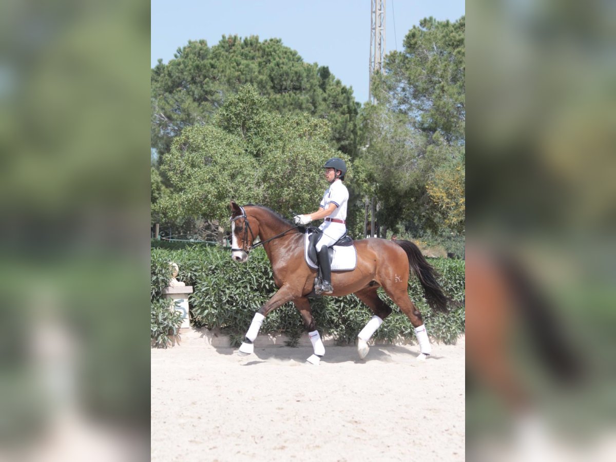 Sportivo Spagnolo / Sportivo della Spagna Castrone 18 Anni 165 cm Baio in Cabaneta (Sa) Sportivo Spagnolo / Sportivo della Spagna Castrone 18 Anni 165 cm Baio in Cabaneta (Sa)