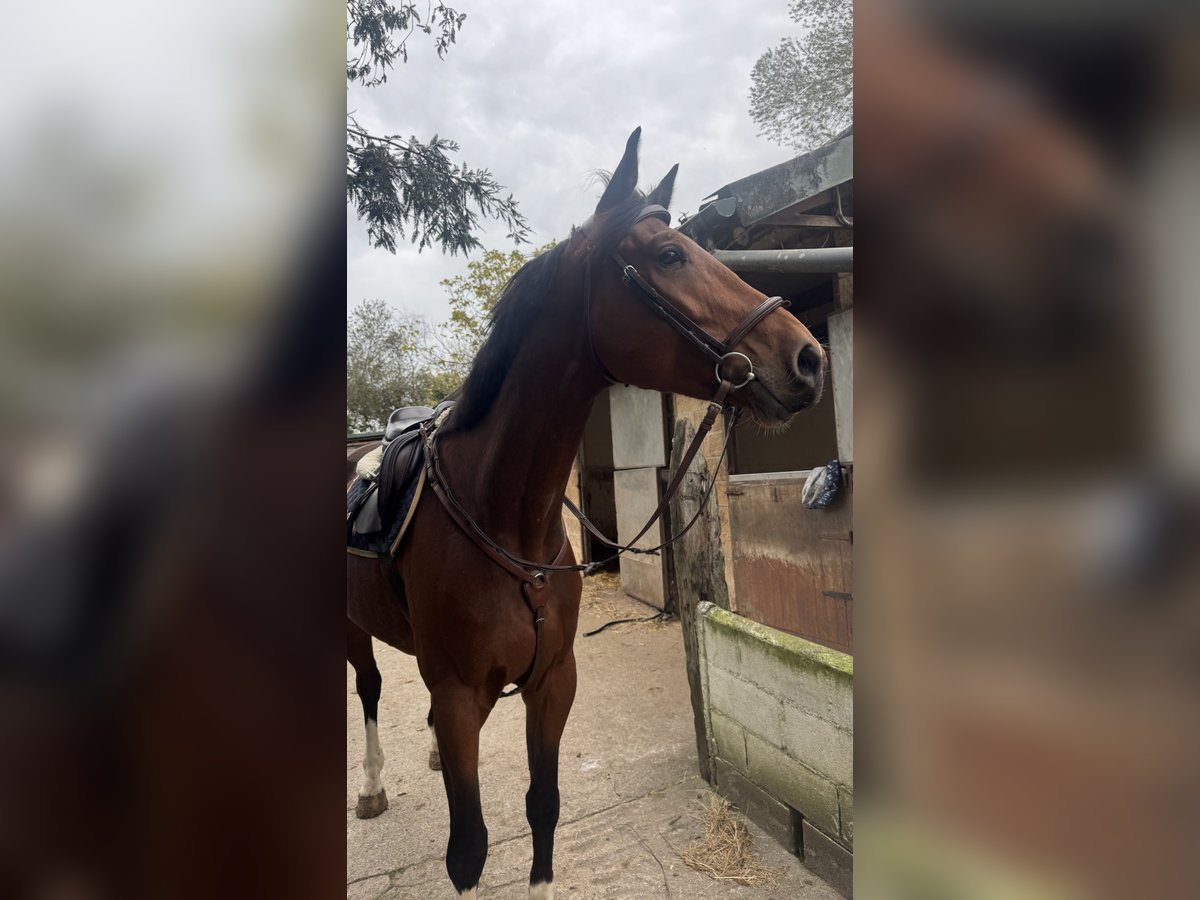 Sportivo Spagnolo / Sportivo della Spagna Castrone 5 Anni 176 cm Baio in Boo De Pielagos