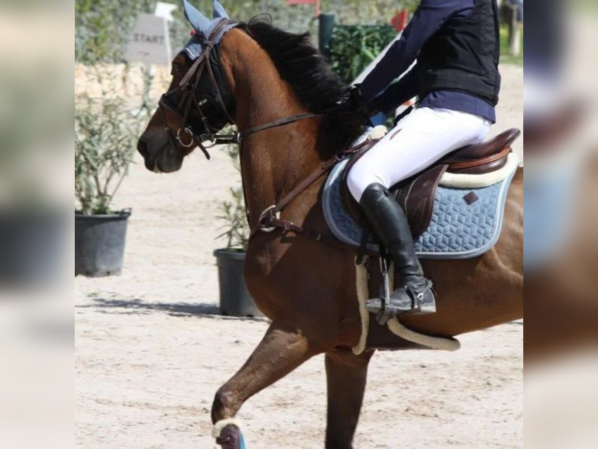 Sportivo Spagnolo / Sportivo della Spagna Castrone 9 Anni 165 cm in Sabadell Sportivo Spagnolo / Sportivo della Spagna Castrone 9 Anni 165 cm in Sabadell