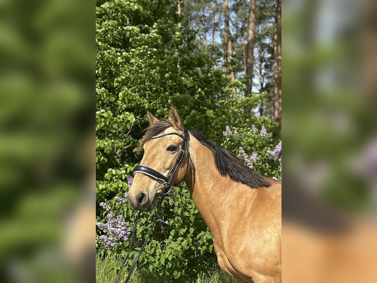 Sportivo Spagnolo / Sportivo della Spagna Giumenta 11 Anni 158 cm Pelle di daino in Berlin
