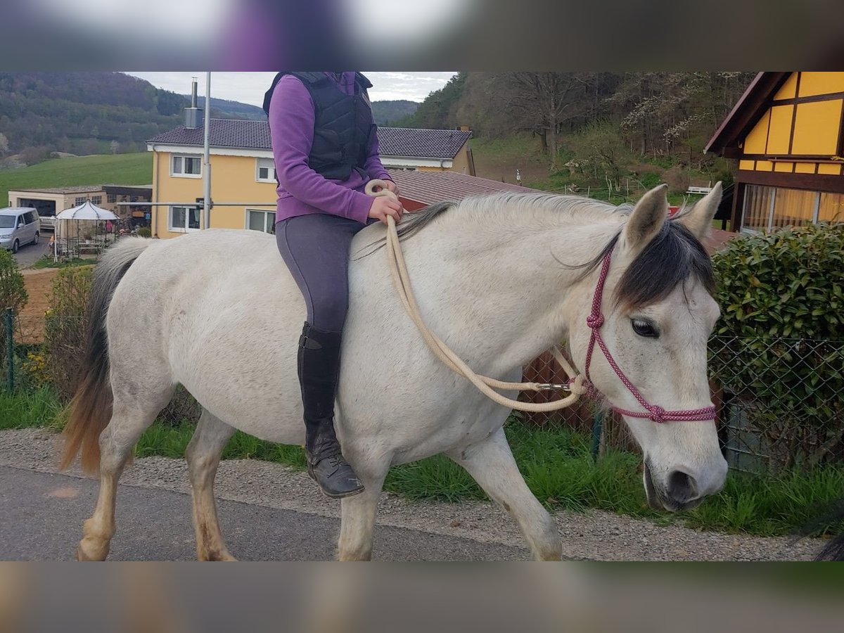 Sportivo Spagnolo / Sportivo della Spagna Mix Giumenta 14 Anni 150 cm Leardo in Zeitlofs