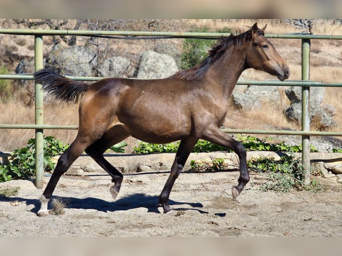 Sportivo Spagnolo / Sportivo della Spagna Giumenta 2 Anni 160 cm Falbo in Navas Del Madro&#xF1;o
