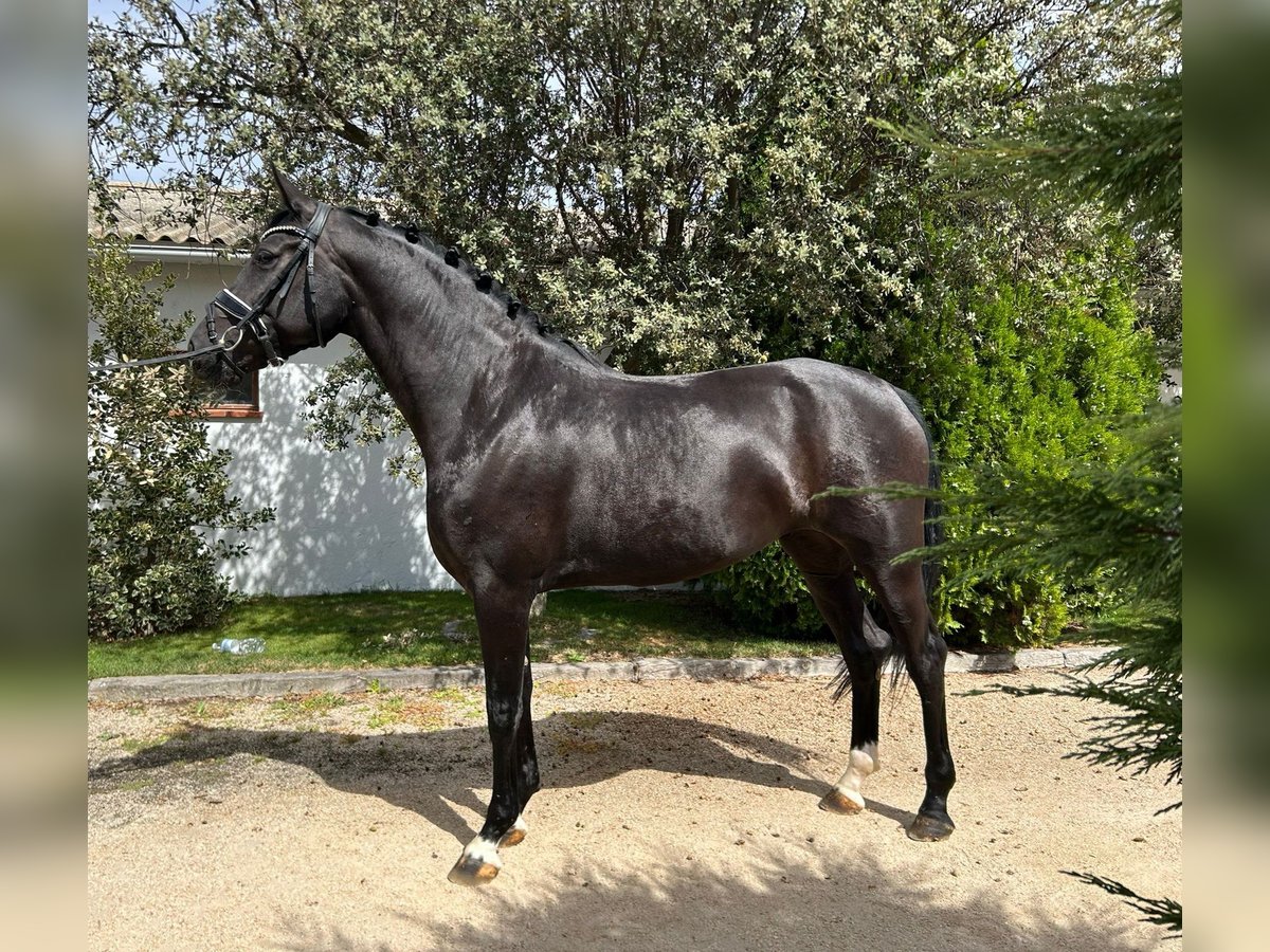 Sportivo Spagnolo / Sportivo della Spagna Giumenta 4 Anni 162 cm Morello in Ventosa Del Rio Almar