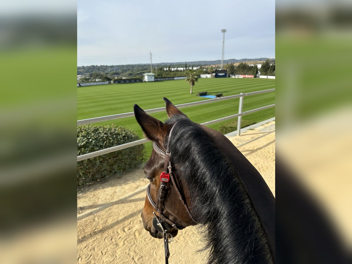 Sportivo Spagnolo / Sportivo della Spagna Giumenta 8 Anni 168 cm Baio in Gijon