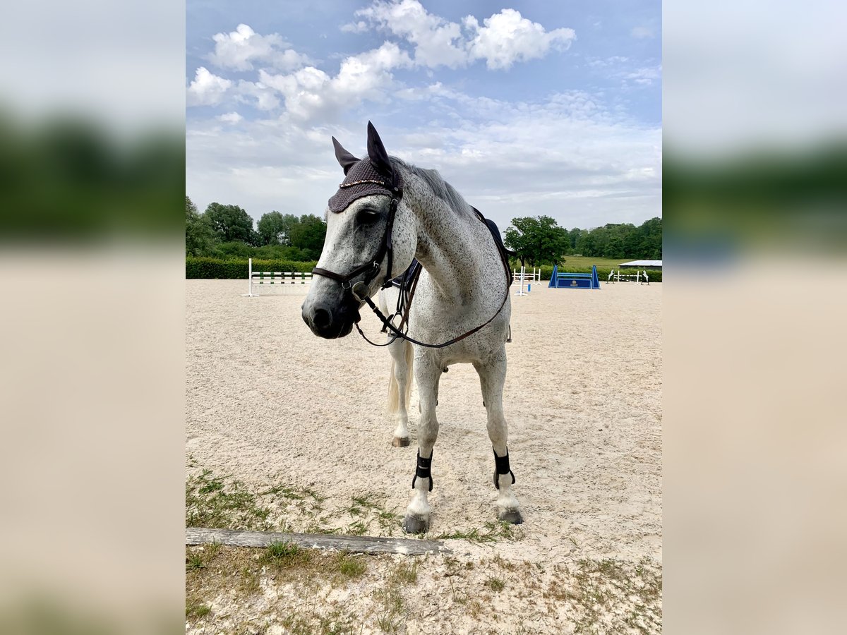 Sportivo Tedesco / Sportivo della Germania Castrone 21 Anni 168 cm Grigio trotinato in Inning am Ammersee