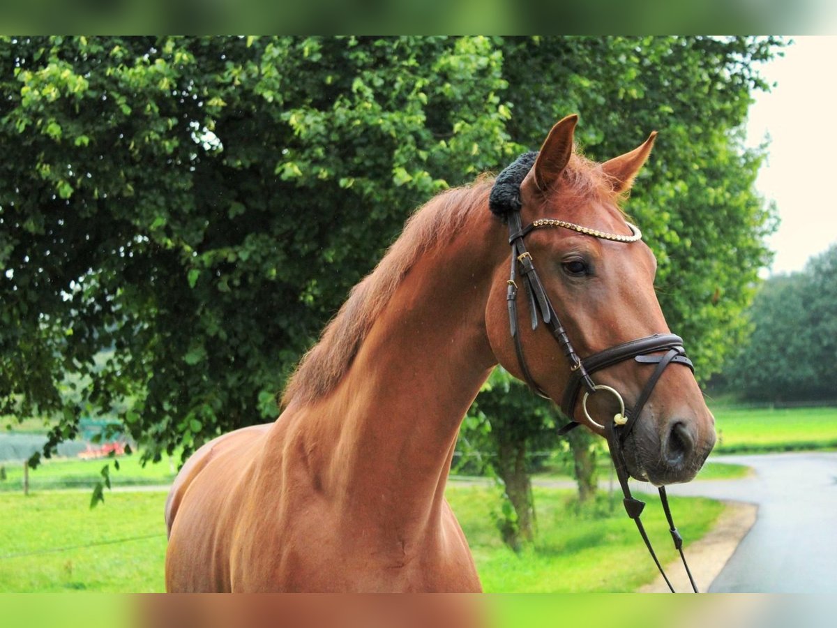 Sportivo Tedesco / Sportivo della Germania Castrone 3 Anni 169 cm Sauro in Römerstein