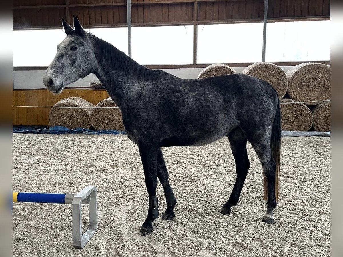 Sportivo Tedesco / Sportivo della Germania Castrone 4 Anni 172 cm Grigio pezzato in Wolfsburg