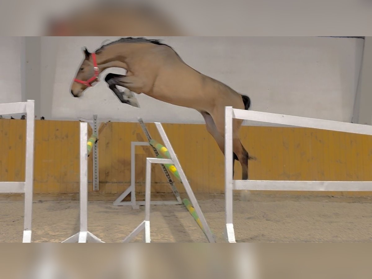 Sportivo Tedesco / Sportivo della Germania Castrone 5 Anni 173 cm Baio ciliegia in Krajenka