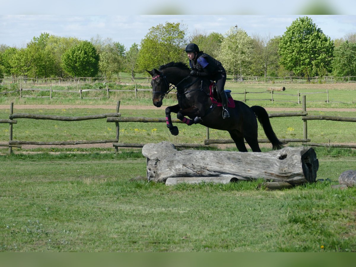 Sportivo Tedesco / Sportivo della Germania Castrone 6 Anni 166 cm Baio scuro in Treuenbrietzen