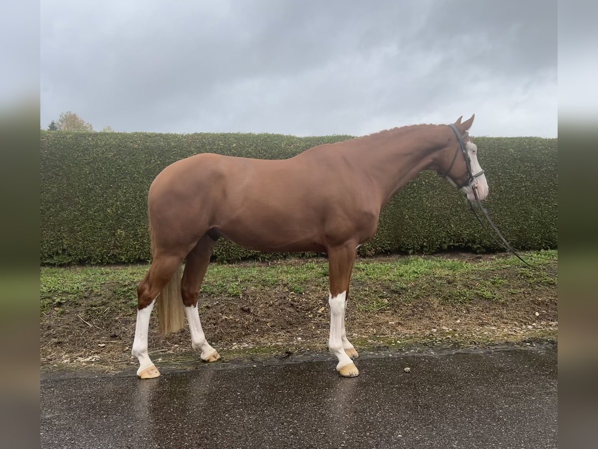 Sportivo Tedesco / Sportivo della Germania Castrone 6 Anni 166 cm Sauro in Gerstetten