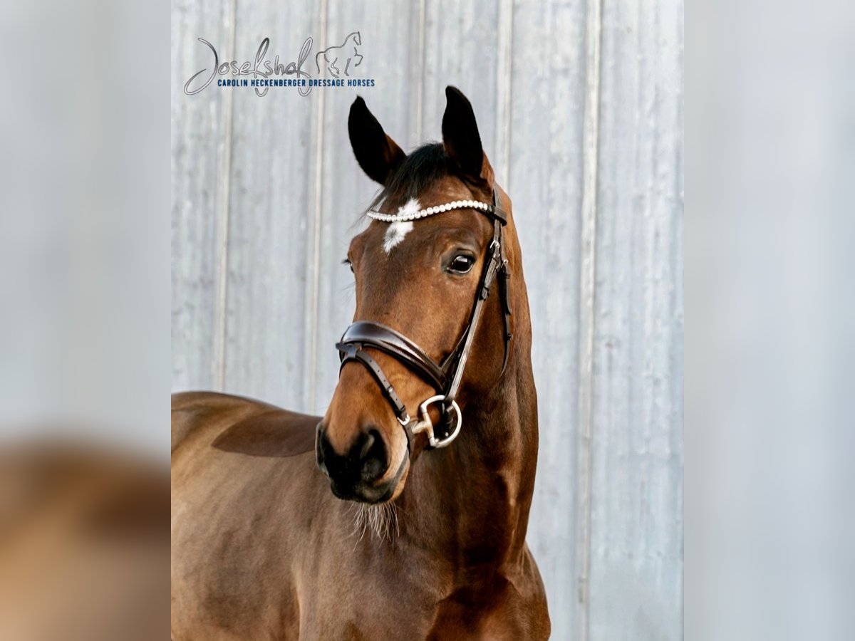 Sportivo Tedesco / Sportivo della Germania Castrone 6 Anni 168 cm Baio in Oberstadion