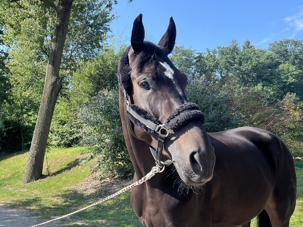 Sportivo Tedesco / Sportivo della Germania Castrone 6 Anni 175 cm Baio nero in Darmstadt