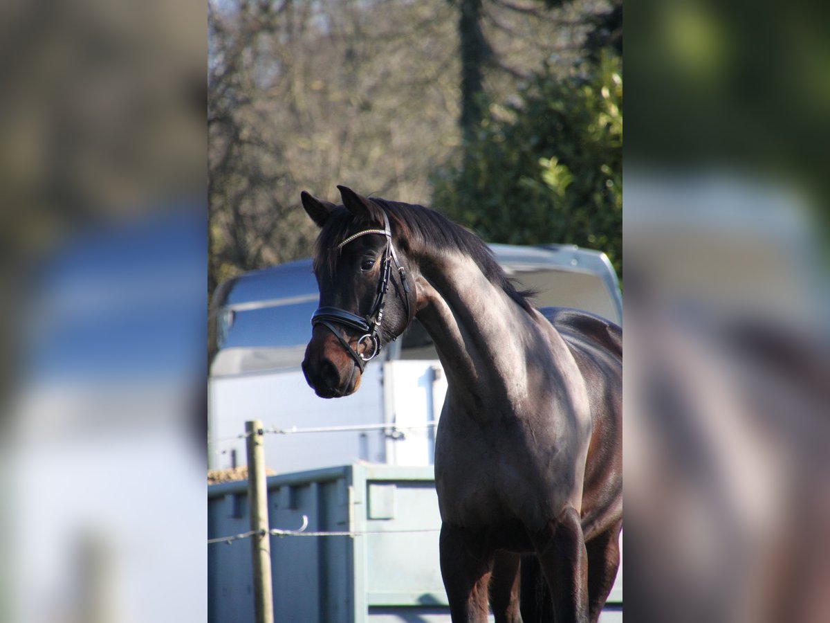 Sportivo Tedesco / Sportivo della Germania Castrone 6 Anni 175 cm Baio scuro in Essen