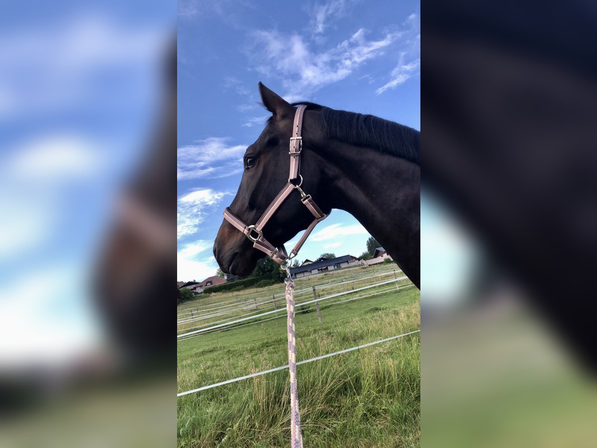 Sportivo Tedesco / Sportivo della Germania Castrone 7 Anni 175 cm Baio nero in Salzburg