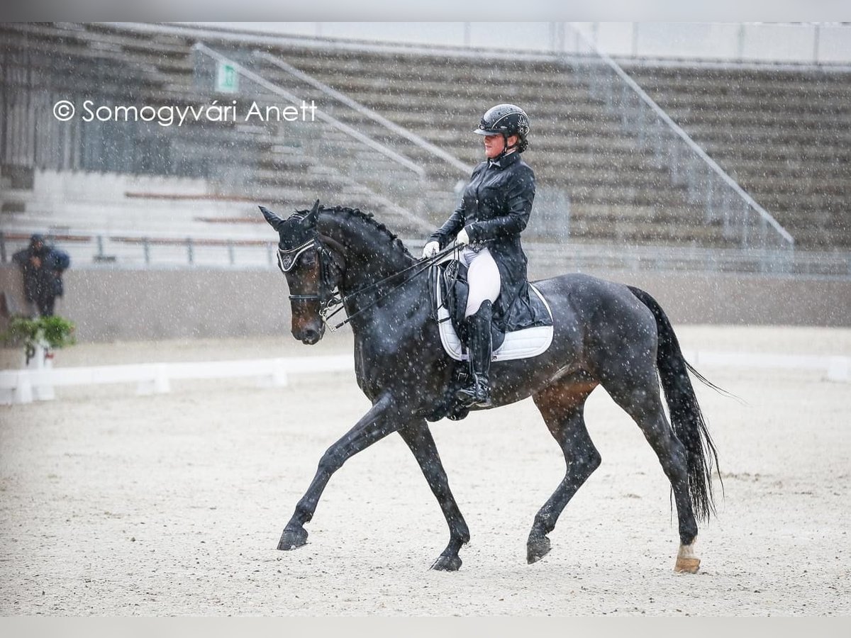 Sportivo Tedesco / Sportivo della Germania Giumenta 12 Anni 172 cm Baio ciliegia in Budapest