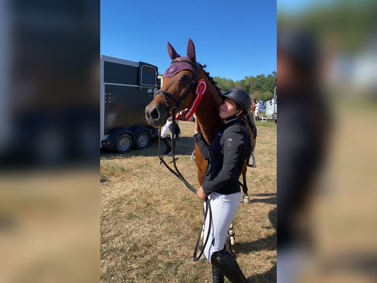 Sportivo Tedesco / Sportivo della Germania Giumenta 16 Anni 155 cm Baio in Weiterstadt