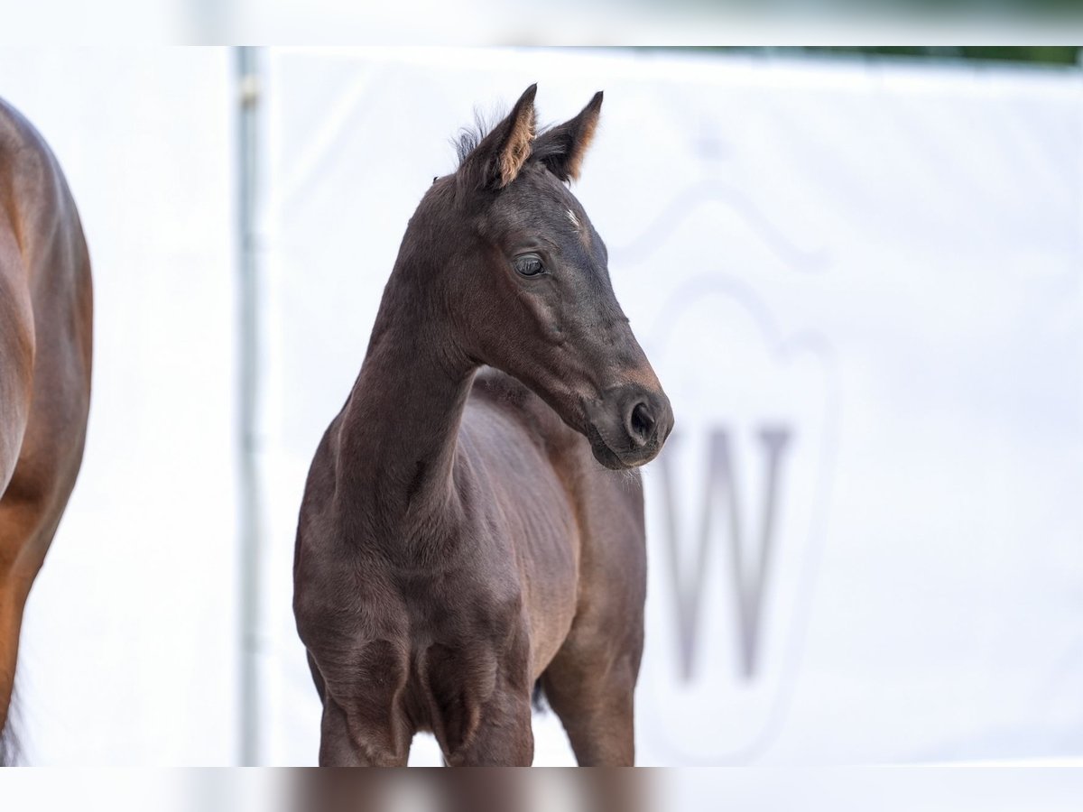 Sportivo Tedesco / Sportivo della Germania Giumenta 1 Anno Baio nero in Rhede