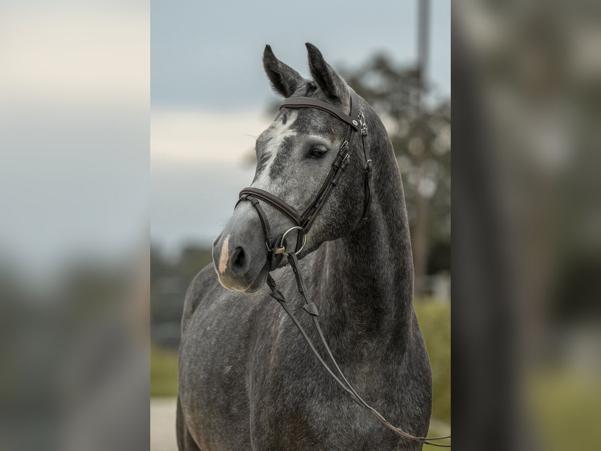 Sportivo Tedesco / Sportivo della Germania Giumenta 4 Anni 163 cm Grigio in Gomadingen