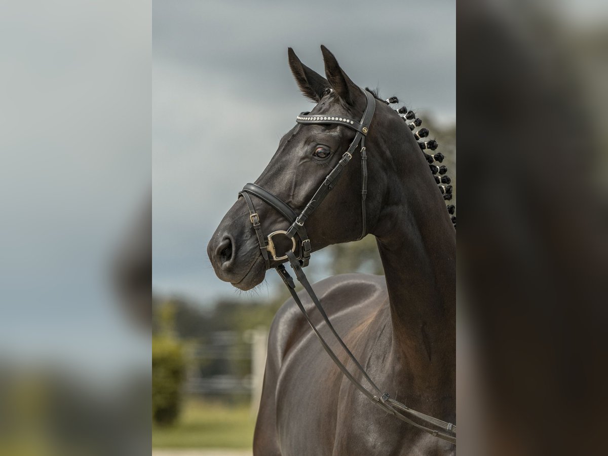 Sportivo Tedesco / Sportivo della Germania Giumenta 5 Anni 166 cm Morello in Gomadingen