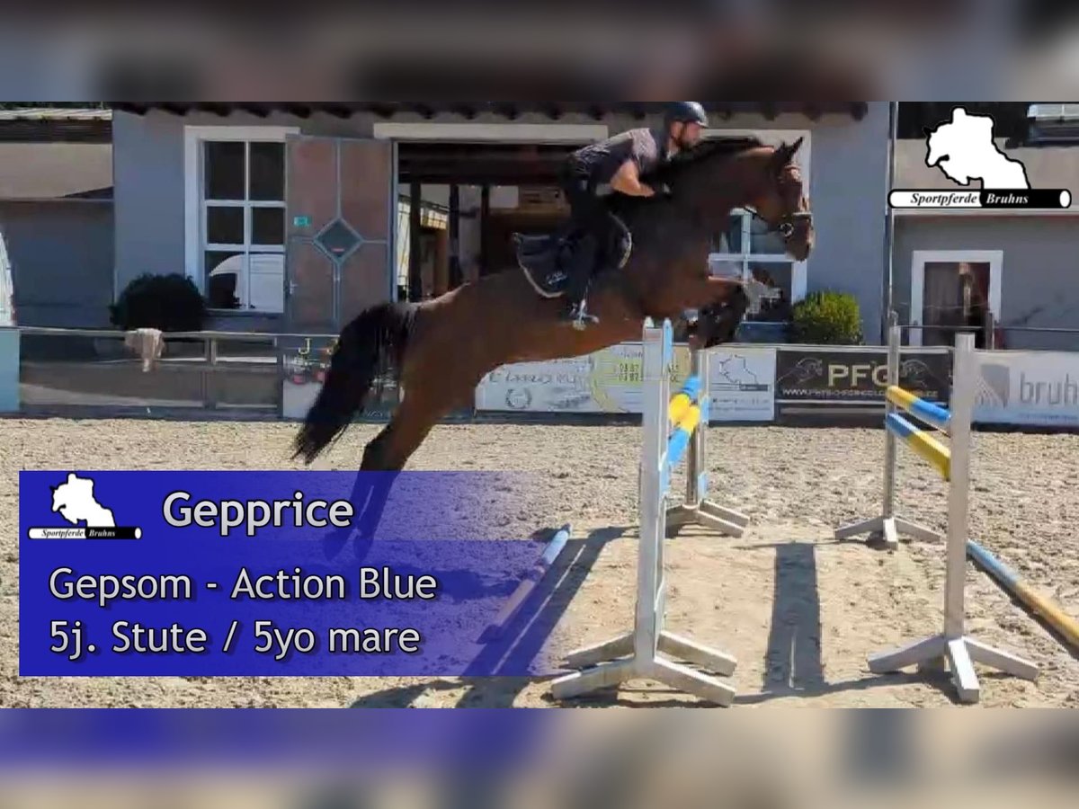 Sportivo Tedesco / Sportivo della Germania Giumenta 5 Anni 172 cm Baio in Gadow