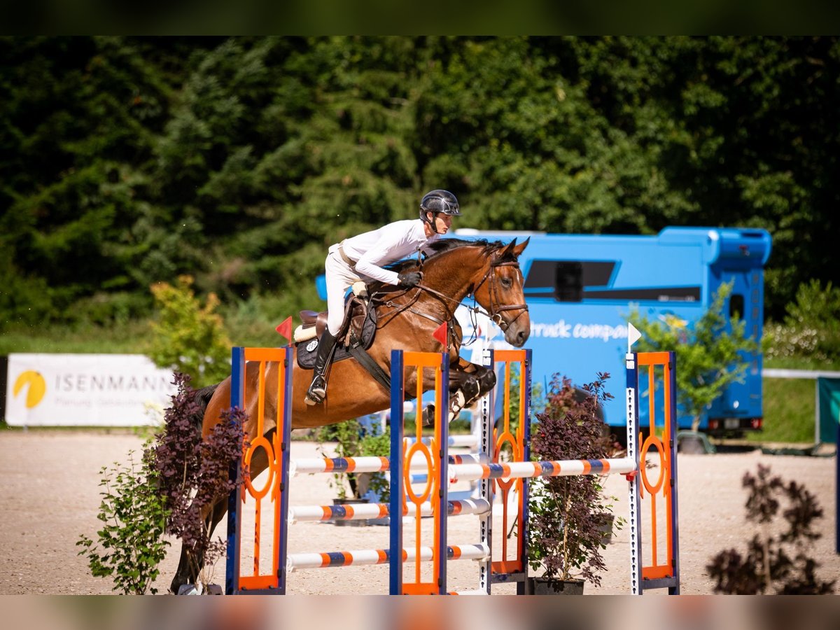 Sportivo Tedesco / Sportivo della Germania Giumenta 6 Anni 171 cm Baio in Schwäbisch Gmünd