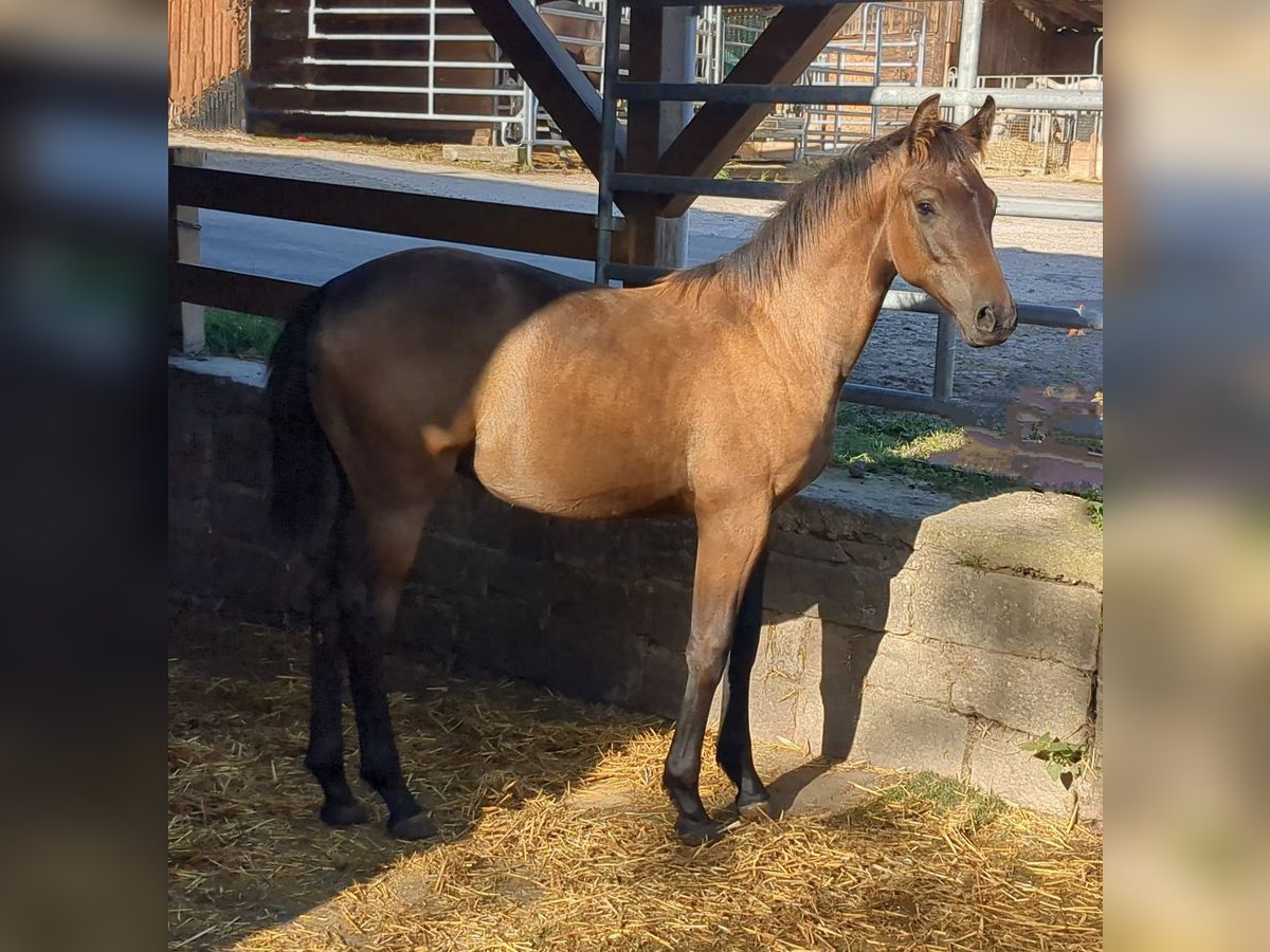 Sportivo Tedesco / Sportivo della Germania Stallone 2 Anni Grigio in Bad König