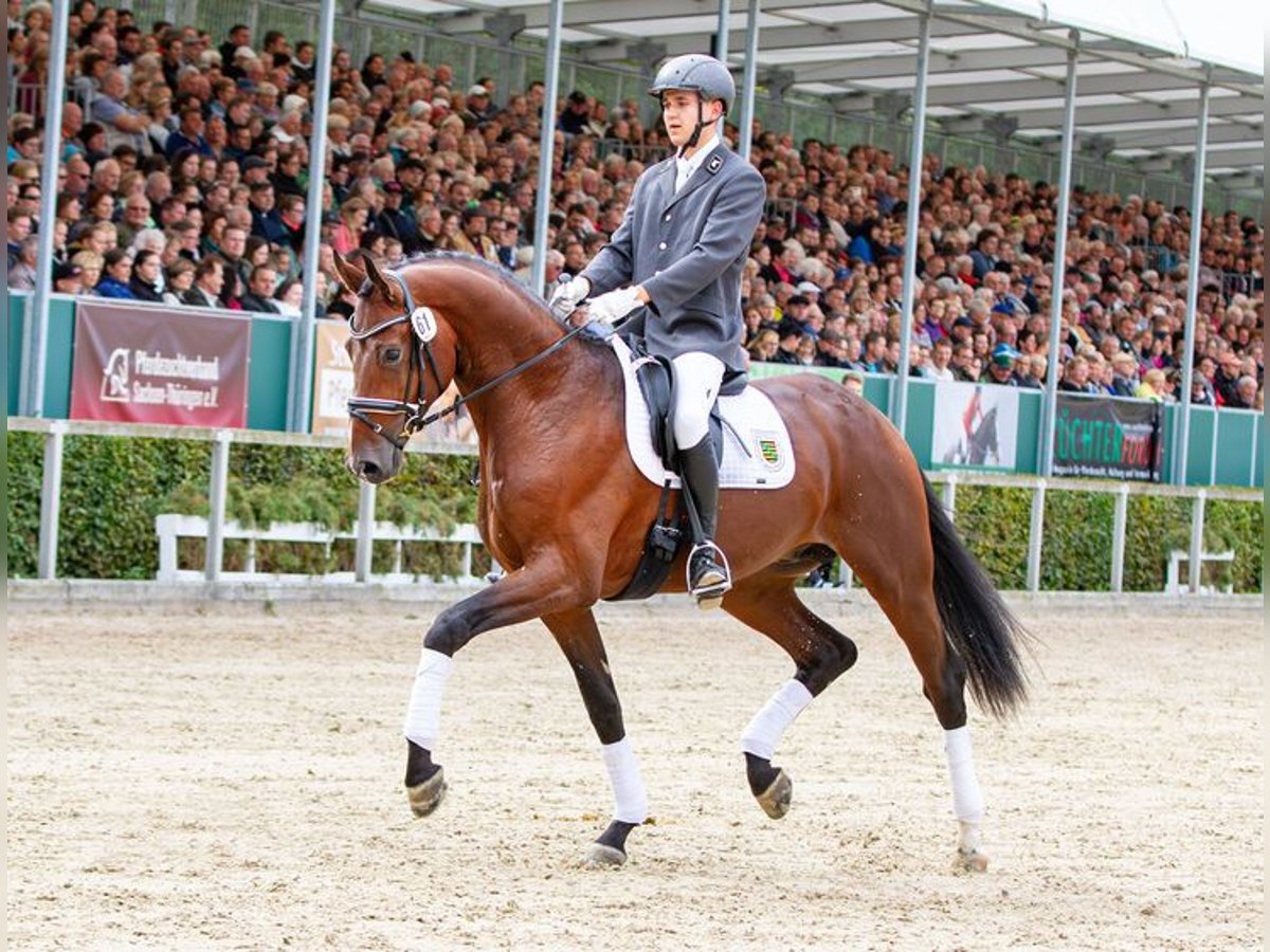 Sportivo Tedesco / Sportivo della Germania Stallone Baio in Moritzburg