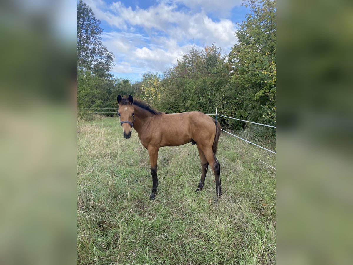 Sportivo Tedesco / Sportivo della Germania Stallone Puledri
 (05/2024) 170 cm Pelle di daino in Erfurt