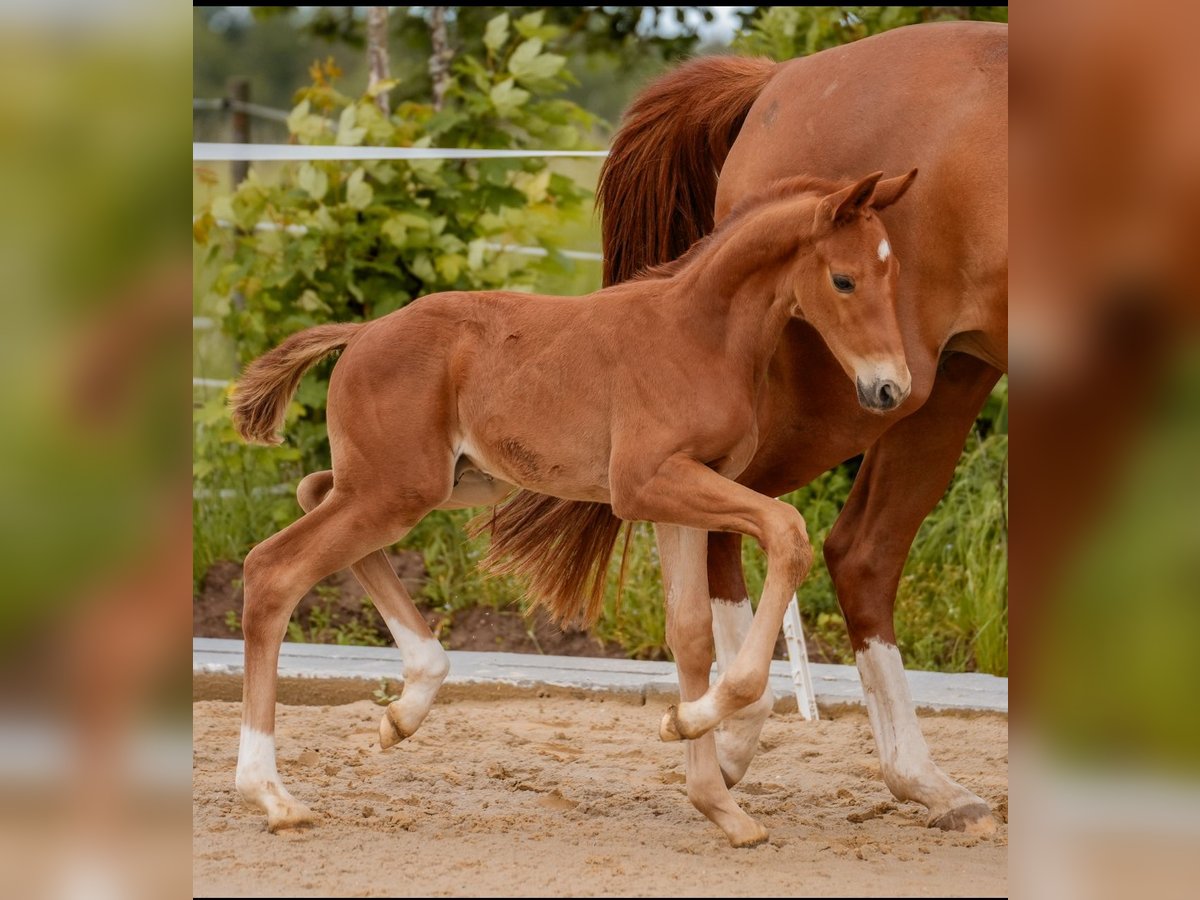 Sportivo Tedesco / Sportivo della Germania Stallone Puledri
 (05/2024) 172 cm Sauro in Rosenberg