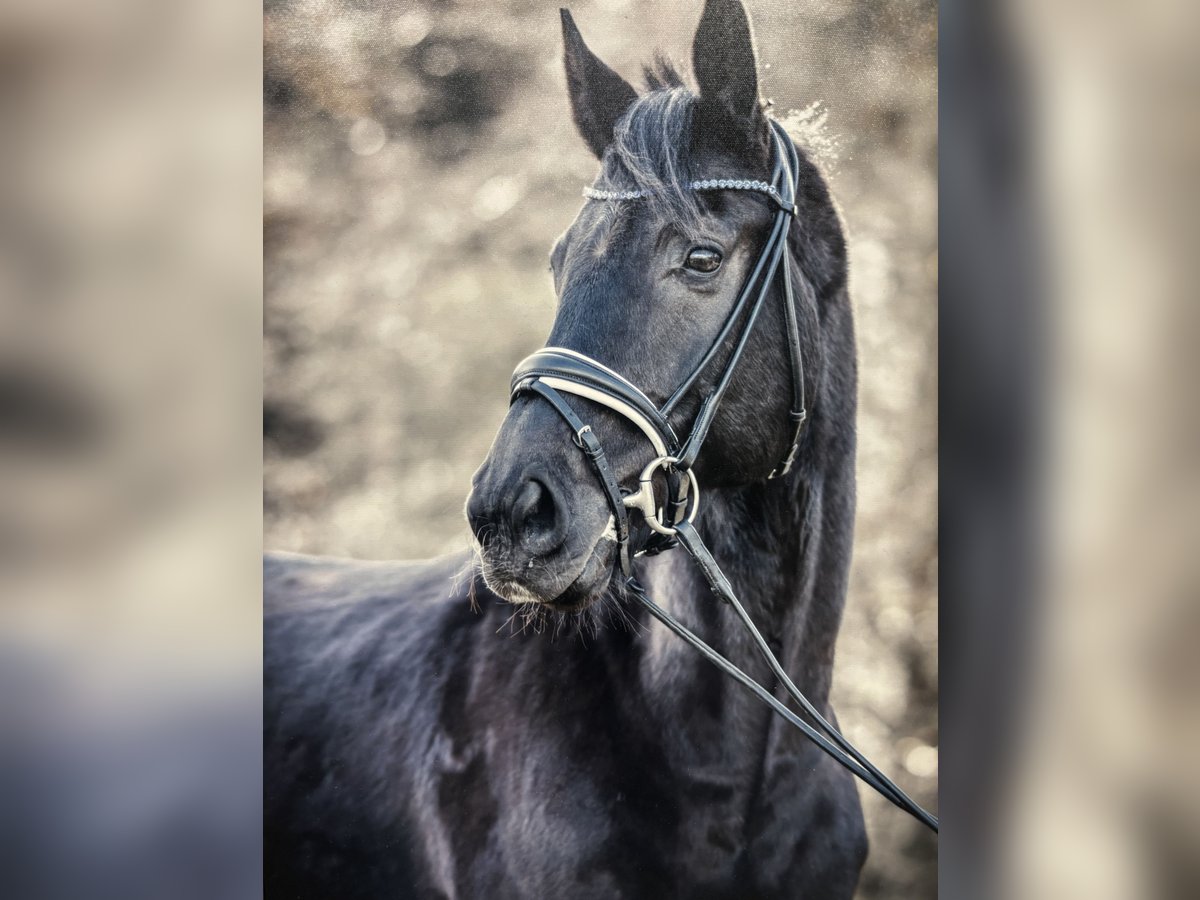 Sportivo Tedesco / Sportivo della Germania Castrone 10 Anni 170 cm Morello in Langenargen