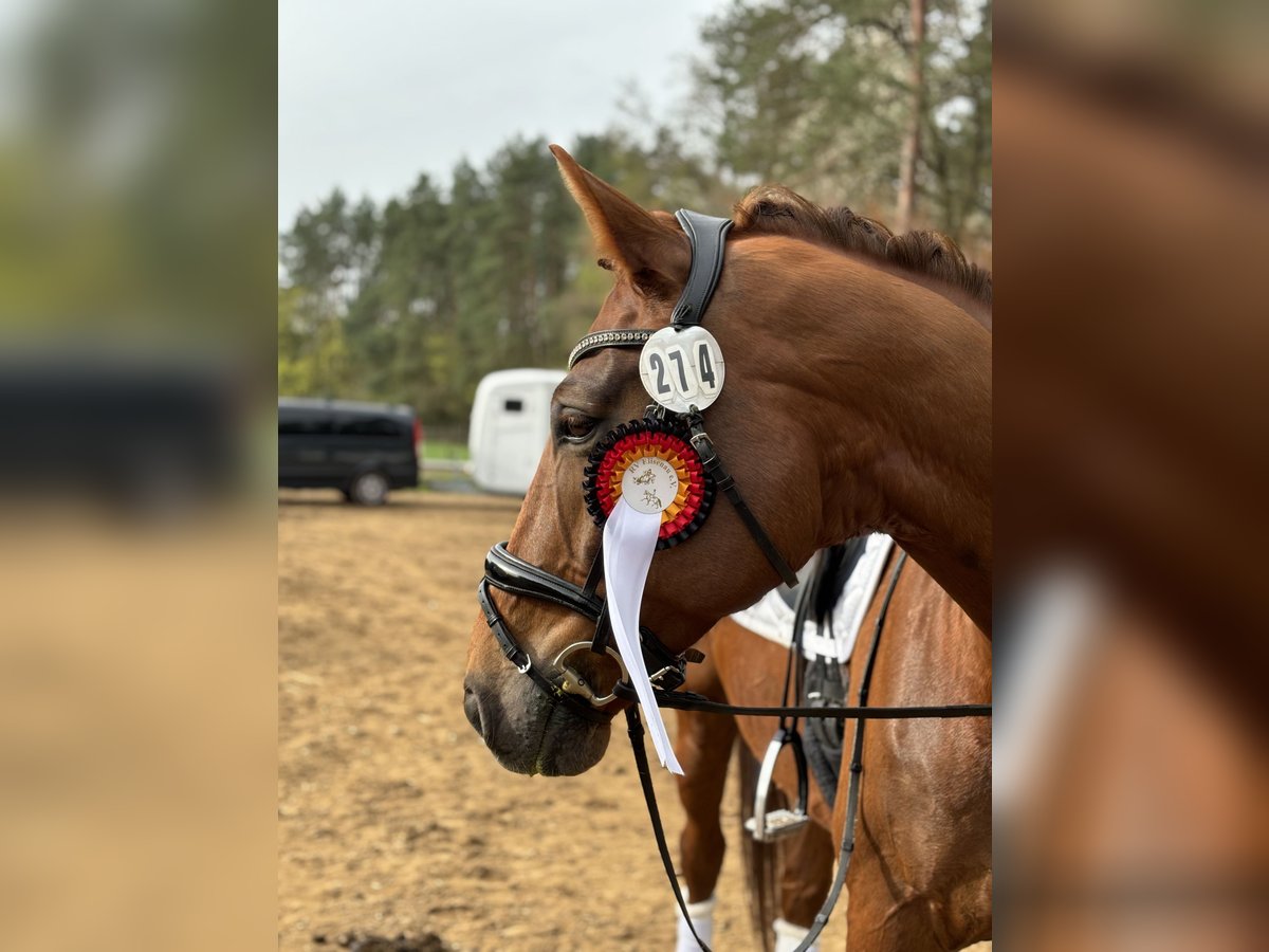 Sportivo Tedesco / Sportivo della Germania Castrone 11 Anni 175 cm Sauro in Sch&#xF6;nwalde