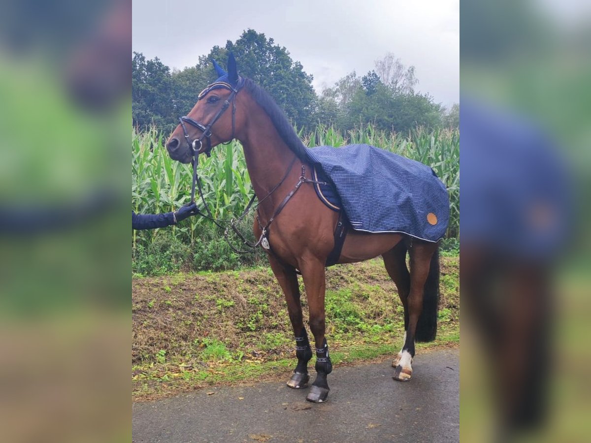 Sportivo Tedesco / Sportivo della Germania Castrone 13 Anni 165 cm Baio in Leisnig Sportivo Tedesco / Sportivo della Germania Castrone 13 Anni 165 cm Baio in Leisnig