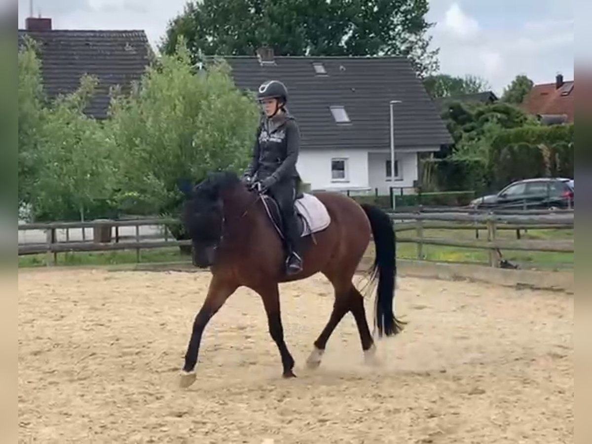 Sportivo Tedesco / Sportivo della Germania Castrone 14 Anni 161 cm Baio in Hilden