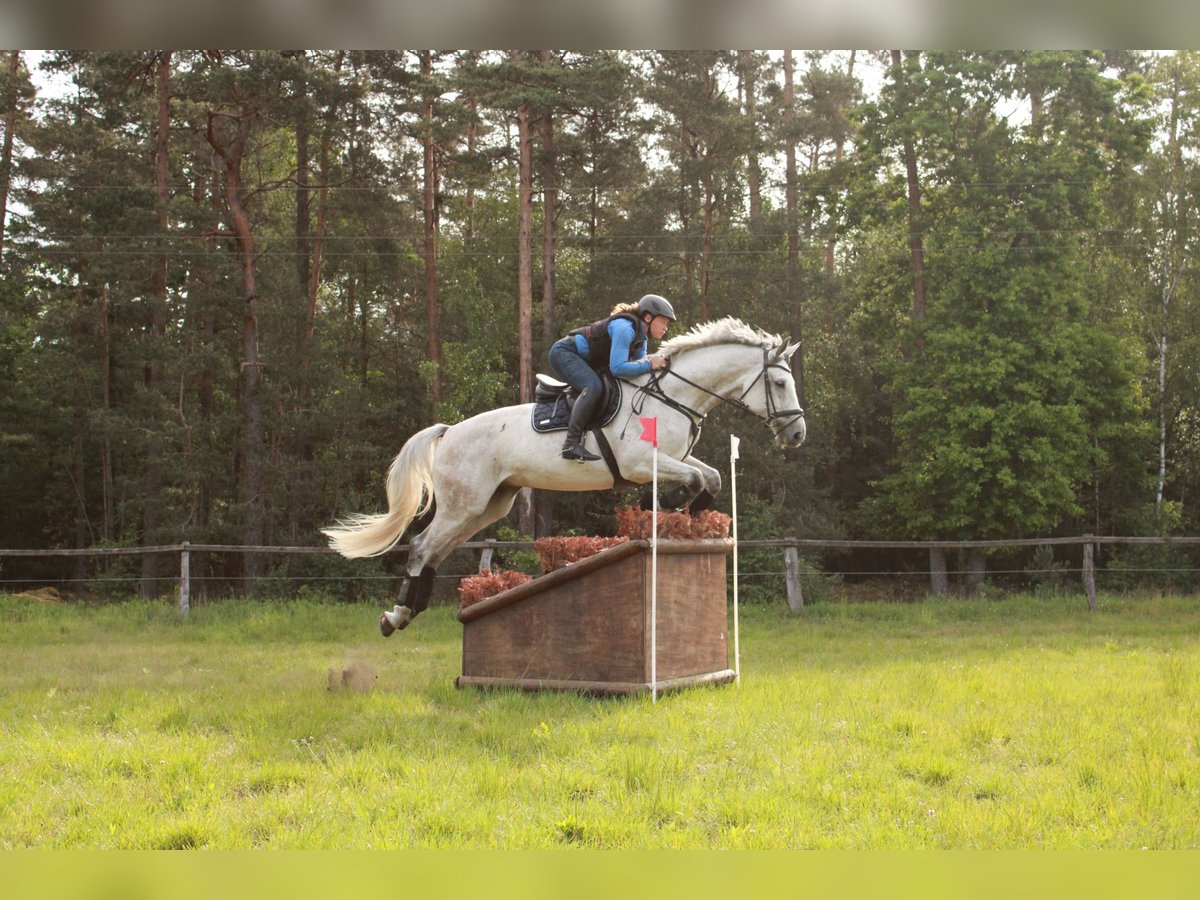 Sportivo Tedesco / Sportivo della Germania Castrone 14 Anni 170 cm Grigio in Hajen