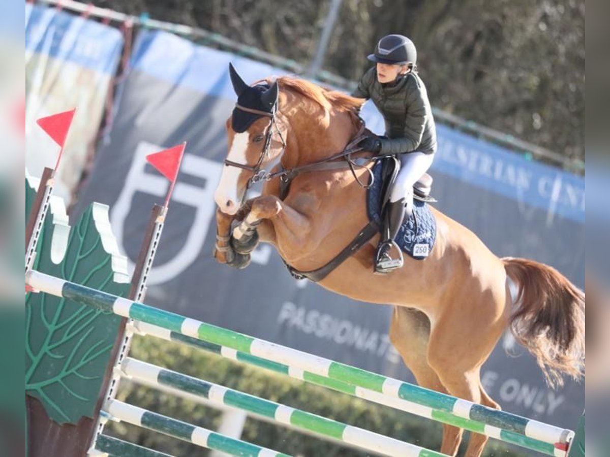 Sportivo Tedesco / Sportivo della Germania Castrone 14 Anni in Cerbaia