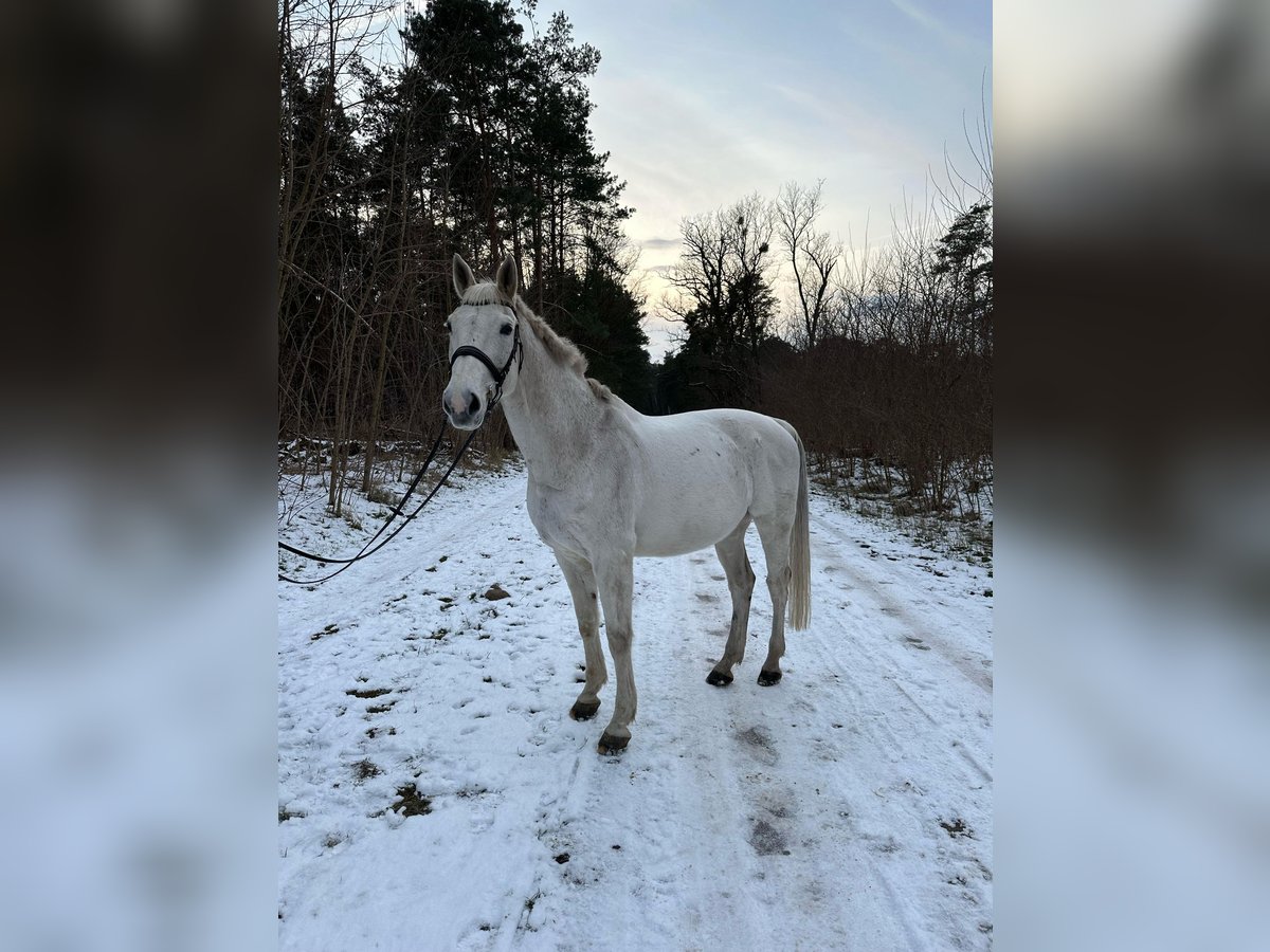 Sportivo Tedesco / Sportivo della Germania Castrone 16 Anni 170 cm Grigio trotinato in Wahlitz Sportivo Tedesco / Sportivo della Germania Castrone 16 Anni 170 cm Grigio trotinato in Wahlitz