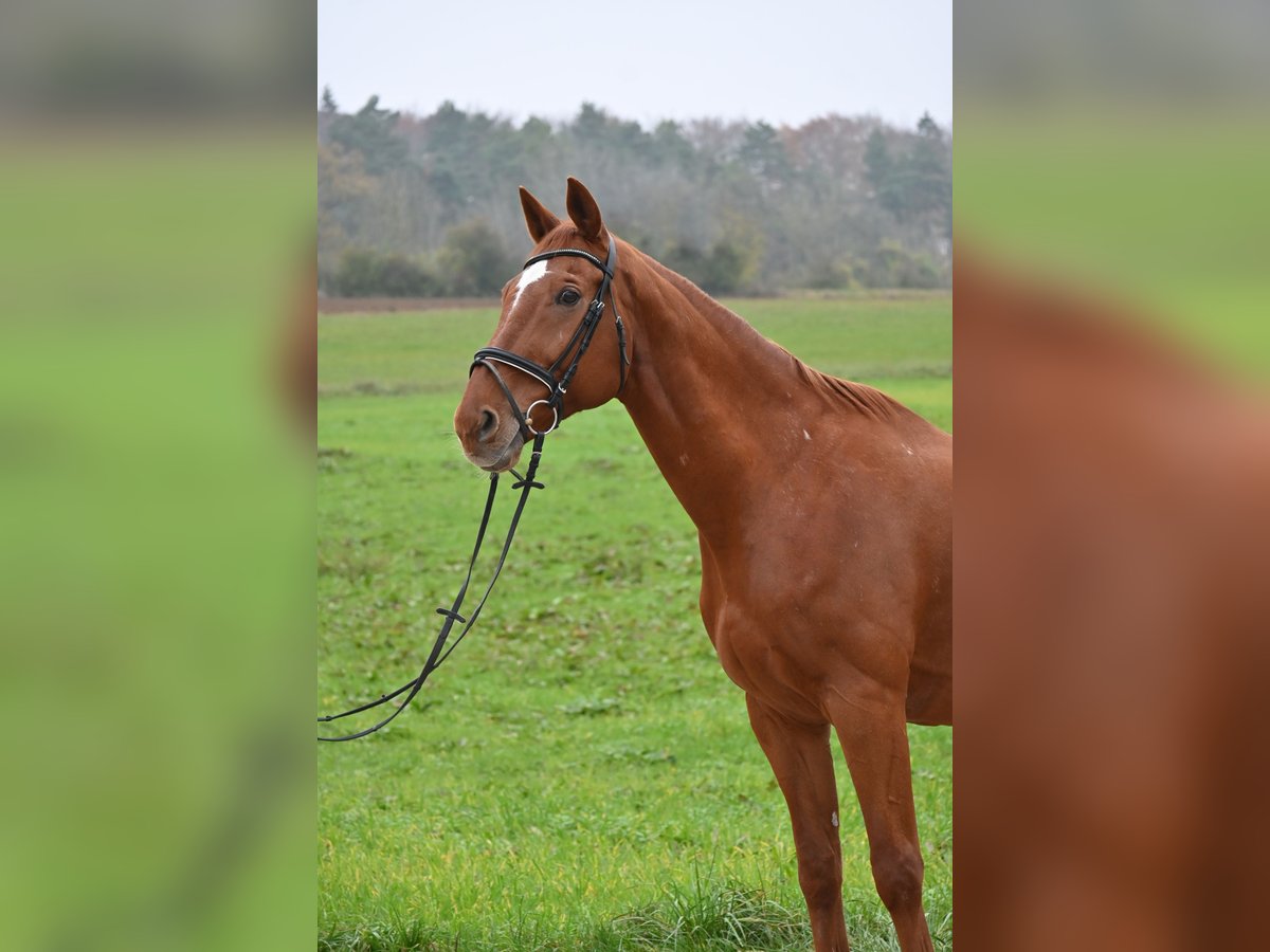 Sportivo Tedesco / Sportivo della Germania Castrone 16 Anni 170 cm Sauro in Ehingen an der Donau